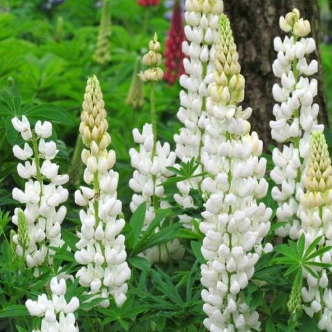 Lupinus polyphyllus Russell "Noble Maiden" (Lupino) [Vaso 11cm]