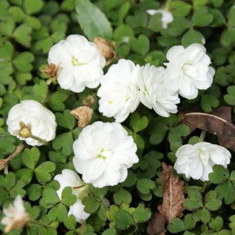 Oxalis magellanica "Nelson" [Vaso 18cm]