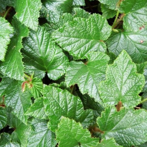 Rubus tricolor [Vaso 8/10cm]