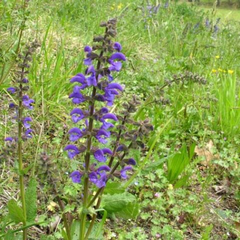 Salvia pratensis (Salvia selvatica, Salvia comune) [Vaso 8/10cm]