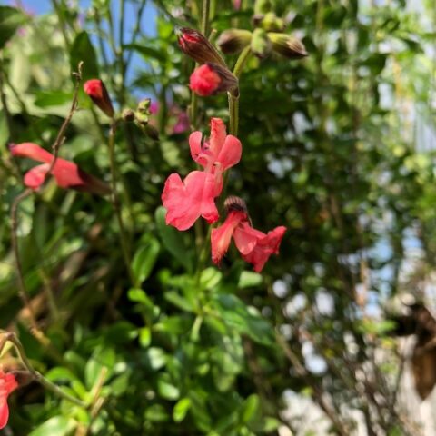 Salvia x jamensis "Dyson's Orange Pink" [Vaso 10cm]