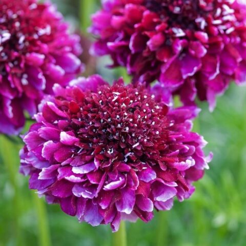 Scabiosa columbaria "Barocca" [Vaso 8/10cm]