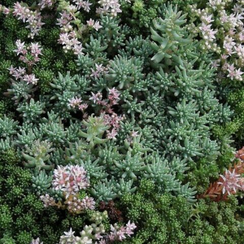 Sedum lydium "Glaucum" [Vaso 8/10cm]