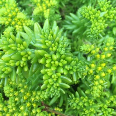 Sedum sediforme "Kent Belle" [Vaso 8/10cm]