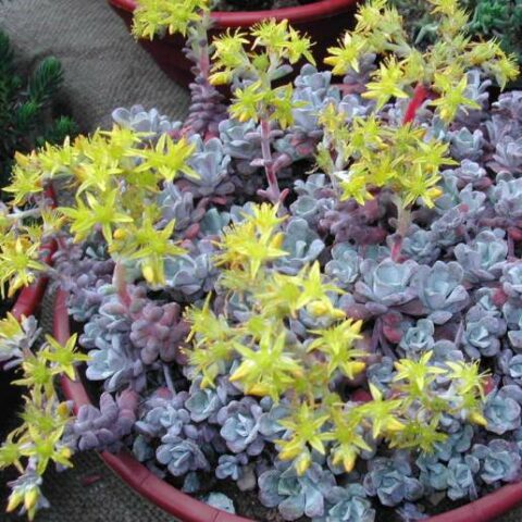 Sedum spathulifolium "Purpureum" [Vaso 12cm]
