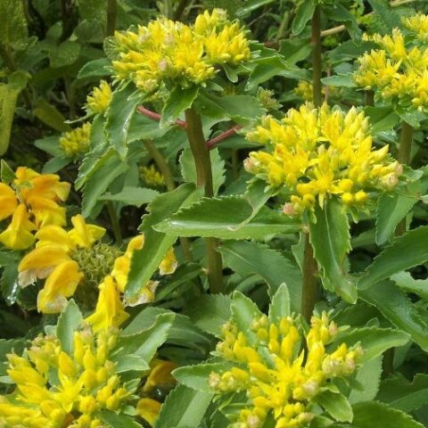 Sedum takesimense "Turchia" [Vaso 8/10cm]