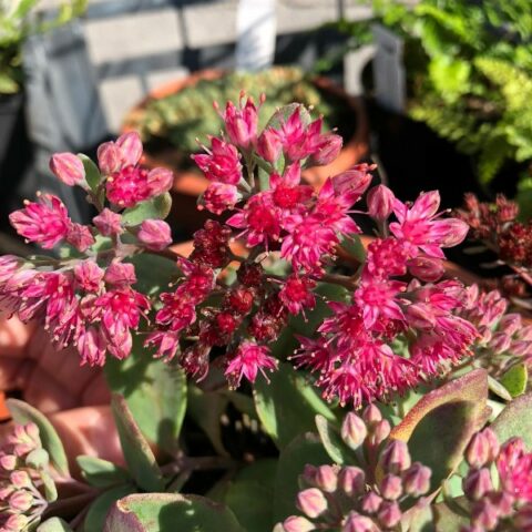 Sedum "Vera Jameson" [Vaso 18cm]