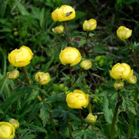 Trollius europaeus (Botton d'oro o Ranuncolo di montagna) [Vaso 18cm]