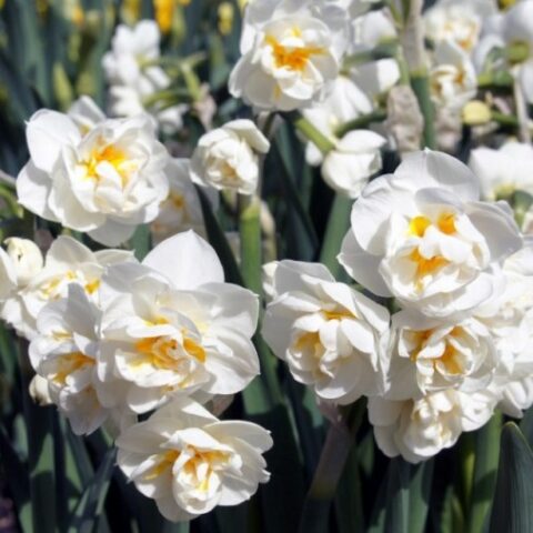 Narcissus "Bridal Crown" [Ciotola 16cm]