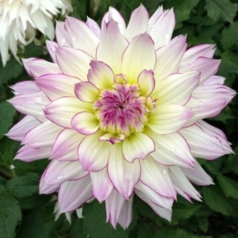 Dahlia Border Decorative Crazy Love - Dalia (1 BULBO)