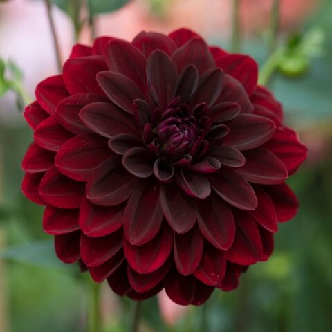Dahlia Decorative Arabian Night - Dalia (1 BULBO)