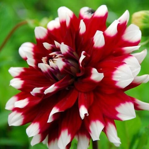 Dahlia Duet - Dalia (1 BULBO)