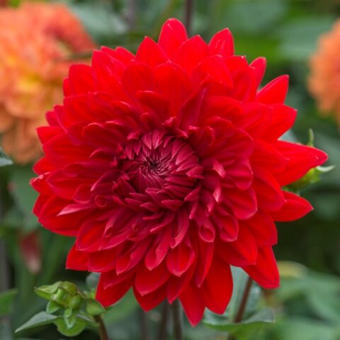 Dahlia Border Decorative Garden Wonder - Dalia (1 BULBO)