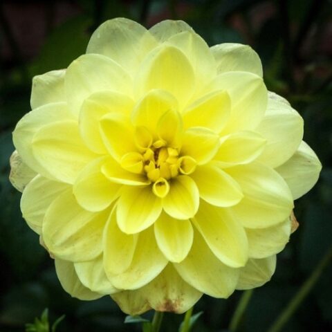 Dahlia Glorie van Heemstede - Dalia (1 BULBO)