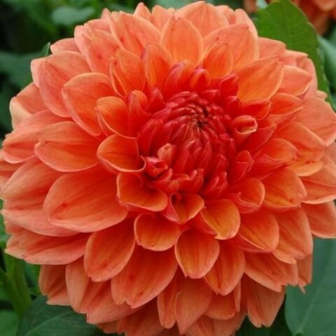 Dahlia Noordwijk's Glory - Dalia (1 BULBO)