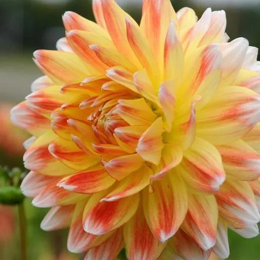 Dahlia Peaches & Cream - Dalia (1 BULBO)