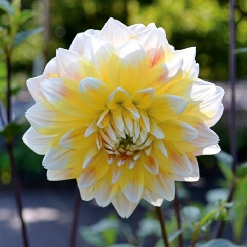 Dahlia Seattle - Dalia (1 BULBO)