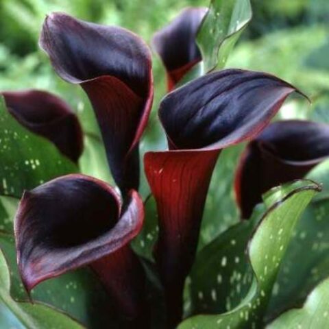 Calla Black Star (1 BULBO)