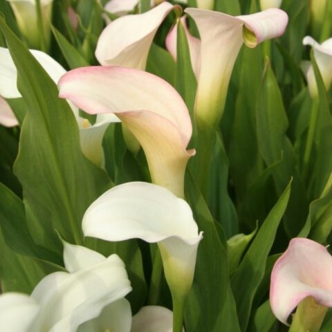 Calla Crystal Blush (1 BULBO)