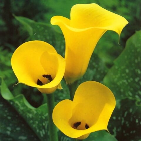 Calla Black Magic (1 BULBO)