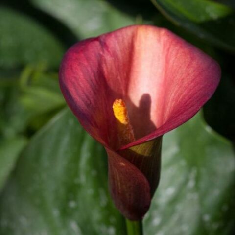 Calla Flame (1 BULBO)