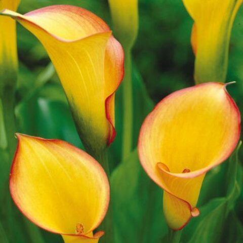 Calla Passion Fruit (1 BULBO)