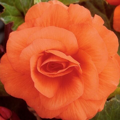 Begonia grandiflora Orange [Vaso 8cm]