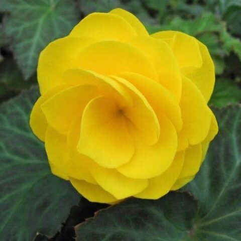 Begonia grandiflora Yellow [Vaso 8cm]