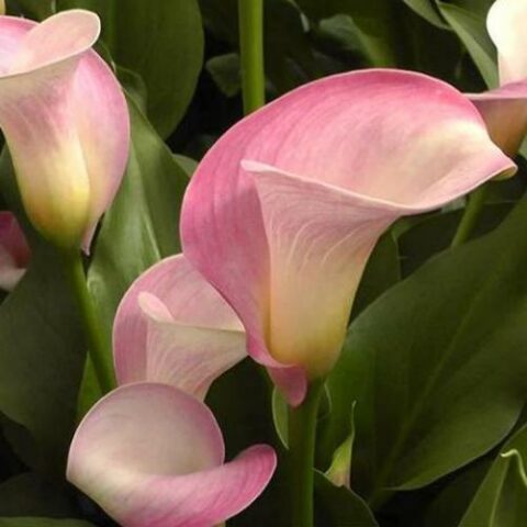 Calla Samur (1 BULBO)