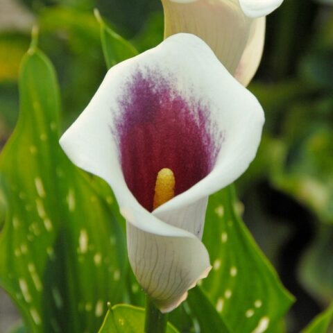 Zantedeschia Picasso - Calla (1 BULBO)