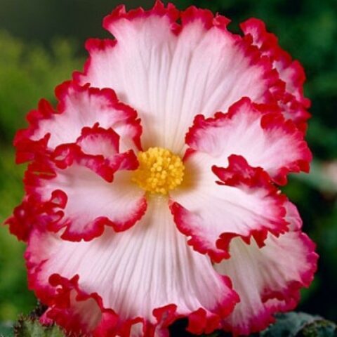 Begonia "Crispa Marginata" [Vaso 8cm]
