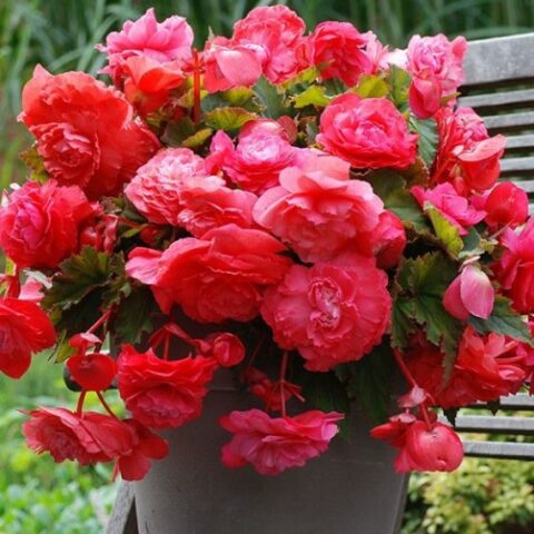 Begonia Pendula Pink (3 BULBI)