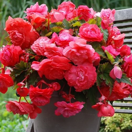Begonia Pendula Pink (3 BULBI)