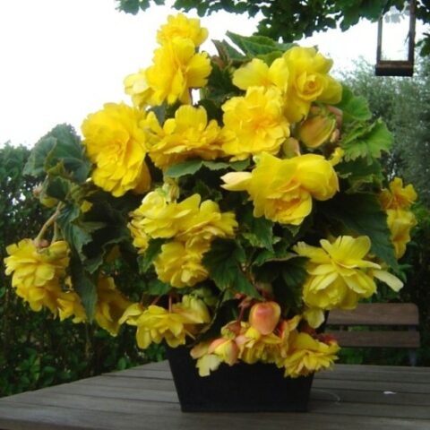Begonia "Pendula Yellow" [Vaso 8cm]