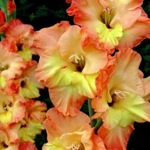 Gladiolus Alice - Gladiolo (10 BULBI)
