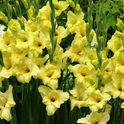 Gladiolus Nova Lux - Gladiolo (10 BULBI)
