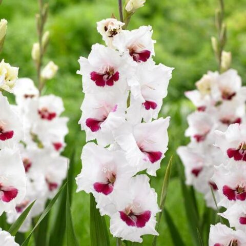 Gladiolus Fiorentina - Gladiolo (10 BULBI)