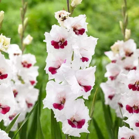 Gladiolus Fiorentina - Gladiolo (10 BULBI)