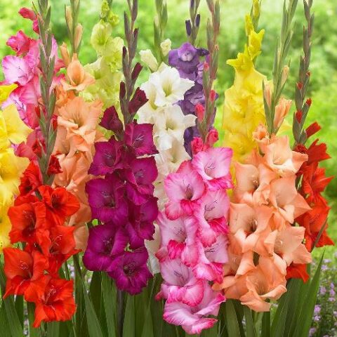 Gladiolus large flowered mixed - Gladiolo (10 BULBI)