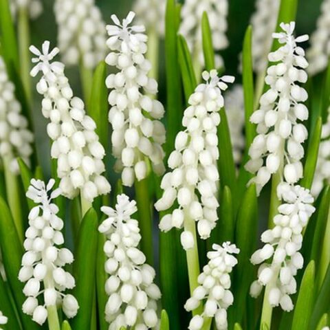Muscari Botryoides Album [Vaso 7cm]