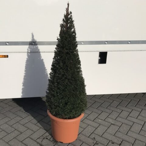 Taxus baccata (Tasso) - Piramide [H. 80 cm.]