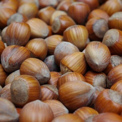 Nocciolo "Tonda Romana" (Nocciola Tonda gentile Romana) [Vaso 22cm]