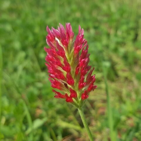 Trifoglio incarnato (Trifolium incarnatum) [Vaso 14cm]