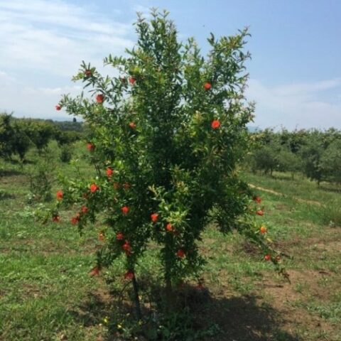 Punica granatum "Wonderful" - alberello (Melograno) [Vaso 24cm]