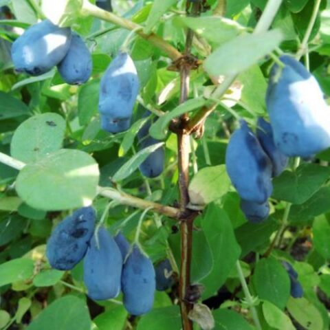 Lonicera kamtschatica "Sinoglaska" (Mirtillo Siberiano) [Vaso 1,5 Litri]