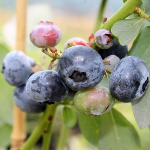 Mirtillo Americano "Bluetta" - Precoce (Vaccinium corymbosum) [Vaso 15cm]