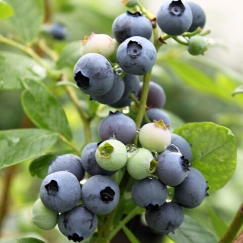 Mirtillo Americano "Elliott" - Tardivo (Vaccinium corymbosum) [Vaso 20cm]