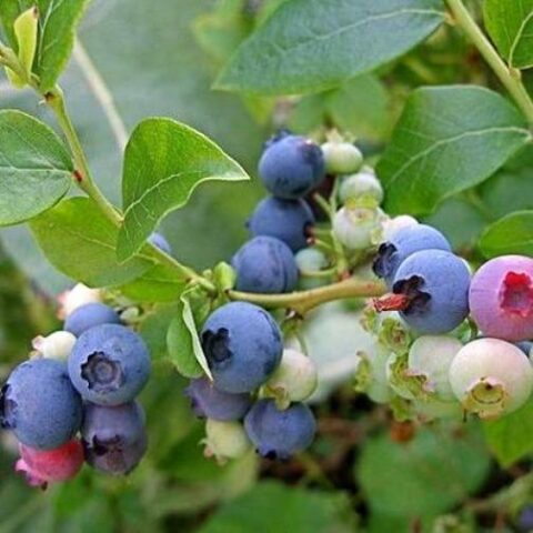 Mirtillo Americano "Late Blue" - Tardivo (Vaccinium corymbosum) [Vaso 15cm]