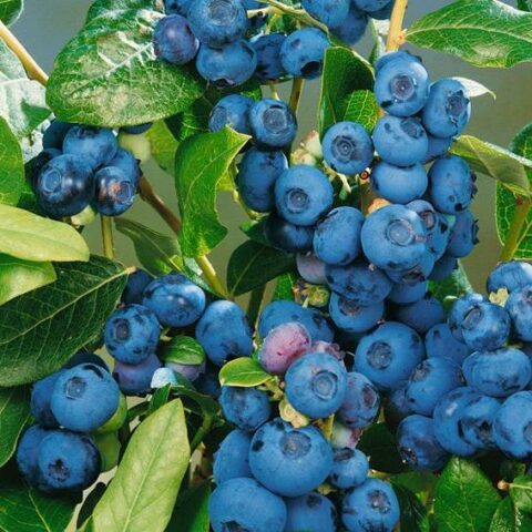 Mirtillo Americano "Misty" - Precoce (Vaccinium corymbosum) [Vaso 15cm]