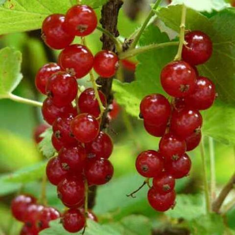 Ribes Rosso "Red Lake" [Vaso 15cm]